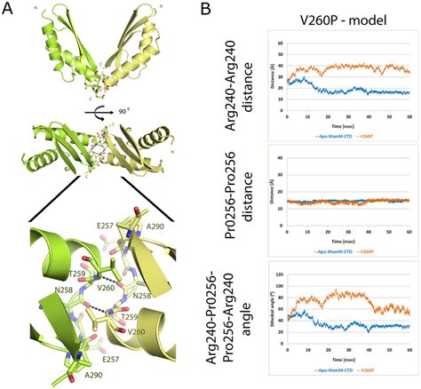 Dimerization Interface Of Mamm Ctd A The Wild Type Dimeric Fold Is