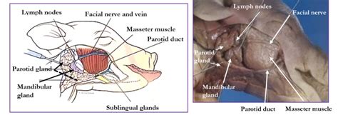 Fetal Pig Labs Diagram | Quizlet