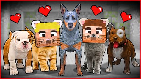 KÖpek Çetesİ Ve Kedİ Çetesİ ArkadaŞ Oldu 😍 Minecraft Youtube