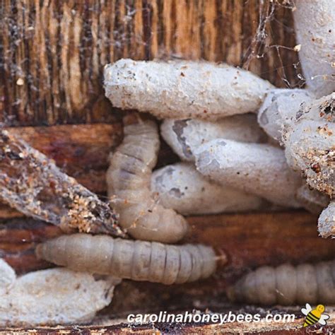 Beehive Placement Where To Put Your Hive Carolina Honeybees