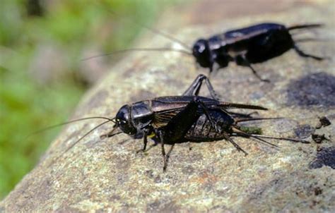 Black field cricket – Insect pests of crops, pasture and forestry – Te Ara Encyclopedia of New ...