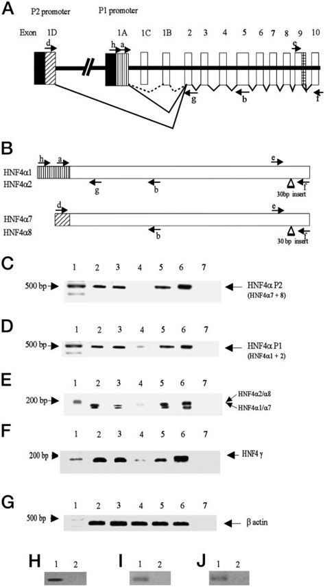 Expression Of Hnf4 Transcripts In Human Pancreatic Cells A Schematic Download Scientific