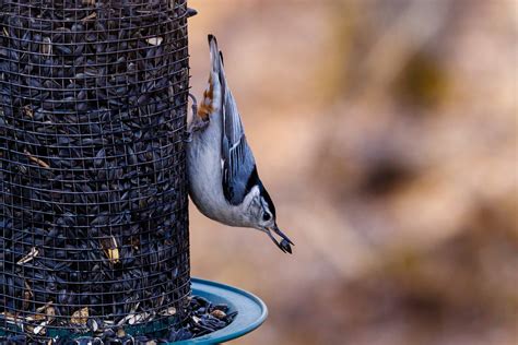 Bird Feeder Photos, Download The BEST Free Bird Feeder Stock Photos & HD Images