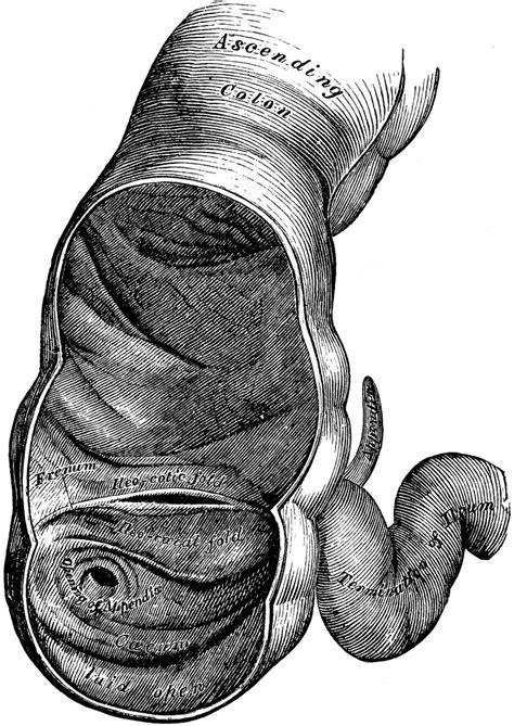 Cecum Showing Ileocecal Valve | ClipArt ETC