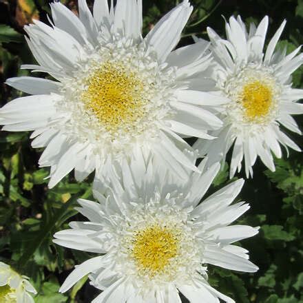 Sommermargerite Leucanthemum Superbum Wirral Supreme Wei