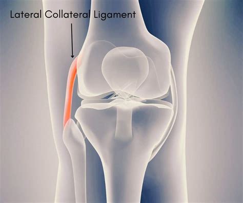 Knee Ligaments The Main Ligaments Of The Knee