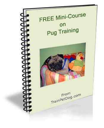 how to train pug dog
