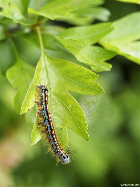 Please Grow Caterpillar Food Plants to Help Butterflies & Moths ...