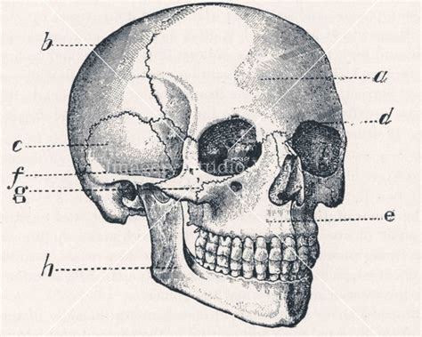 Detalles M S De Dibujo Del Craneo Mejor Camera Edu Vn
