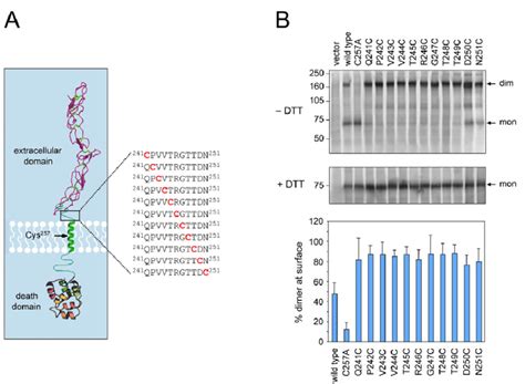 Disulfide Linked Dimers Of P Ntr A Cysteine Scanning Mutagenesis