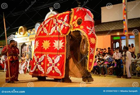 Spectacular Elephant In The Ruhunu Maha Kataragama Dewalaya Annual