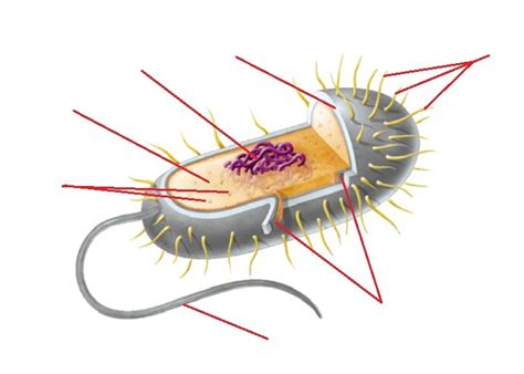 Biology Final Exam Study Guide In Progress Diagram Quizlet