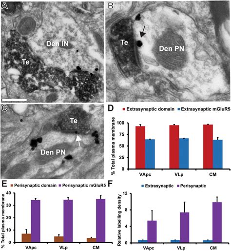 Ac Electron Micrographs Of Thalamic Tissue Double Immunostained For