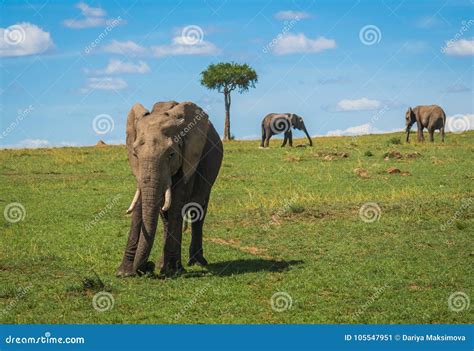 African Elephants In Masai Mara In Kenya Stock Image Image Of