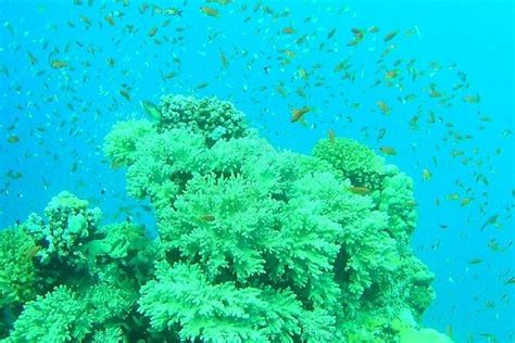 Marsa Alam Excursion d une journée complète de plongée avec tuba au