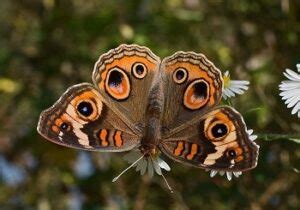 Buckeye Butterfly: A Fascinating Species with Vibrant Color