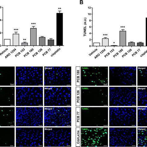 Pituitary Primary Cells Culture Primary Cells Were Obtained From Mouse