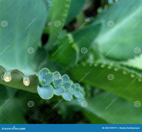 Kalanchoe Pinnata Leaf Stock Image Image Of Closeup 205759979