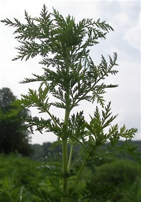 Einj Hriger Beifu Artemisia Annua Beschreibung Steckbrief Systematik