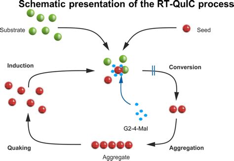 Schematic Presentation Of The RT QuIC Process With The Potential Points