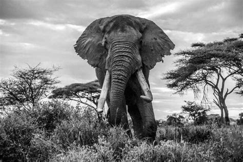 Black and White Elephant Photos & Photography Prints | Photos by Jess Lee