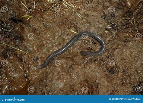 Closeupo On A Rarely Photograhped African Amphibian Caecilian