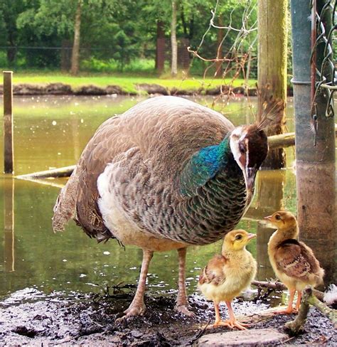 Kinderboerderij Winschoten Jonge Pauw