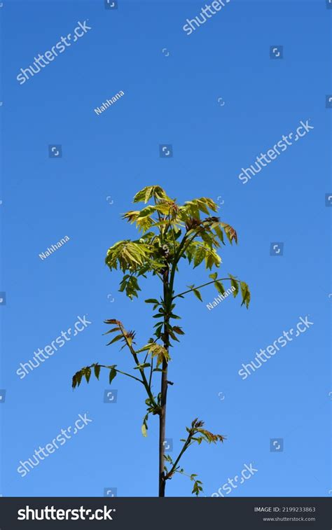 Tree Heaven Branch New Leaves Against Stock Photo 2199233863 | Shutterstock