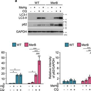 Activation Of Autophagic Flux In MeHg Exposed MerB Expressing Cells WT