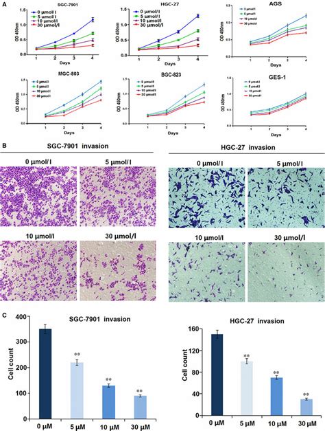 Sanguinarine Inhibited Gc Cell Proliferation And Invasion A Cell