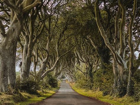 Dark Hedges Northern Ireland Guide Game Of Thrones Filming Location