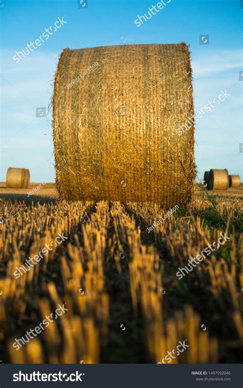 Side View Hay Bale Hay Bales库存照片1497592046 Shutterstock