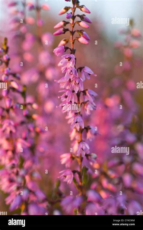 Common Heather Calluna Vulgaris Stock Photo Alamy