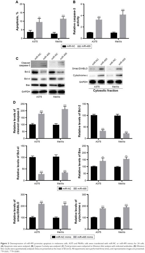 MiR 495 Inhibits Proliferation Migration And Invasion And Induces Ap