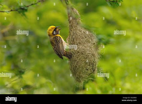 The Baya Weaver Ploceus Philippinus Building Nest Stock Photo Alamy