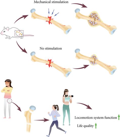 Mechanical Stimulation And Bone Repair A Cells And Ecm In The Bone