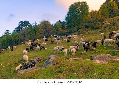 Manali Himachal Pradesh India Stock Photo 748148410 | Shutterstock