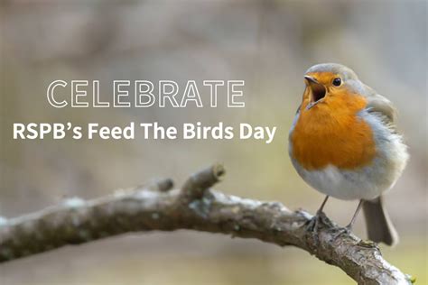 Celebrating Nature’s Melody: RSPB Feed The Birds Day 2023 - Green Backyard