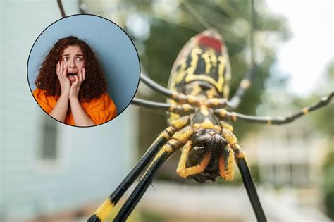 Dangerous Invasive Giant Spiders Set To Invade New York