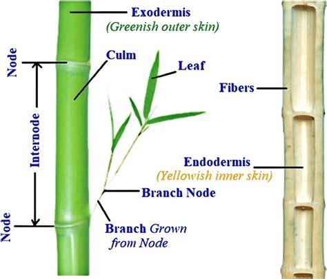 Different Parts Of A Bamboo Stem [72] Download Scientific Diagram