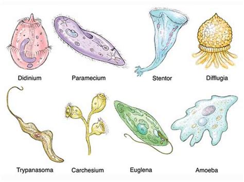 Pathogenic Protozoa Examples