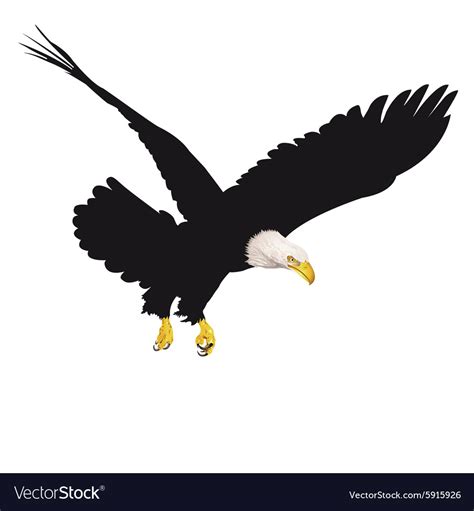 Bald Eagle Isolated On White Background Royalty Free Vector