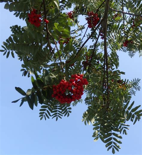 Sorbus Aucuparia Sheerwater Seedling Tuinboom