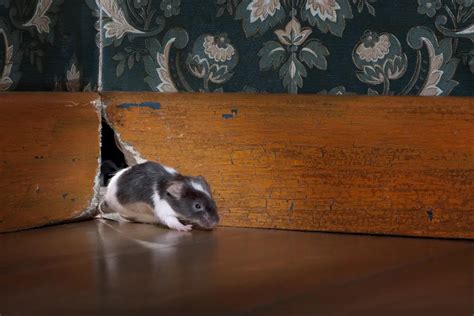 Can Mice Or Rats Chew Through Walls Heres What You Need To Know