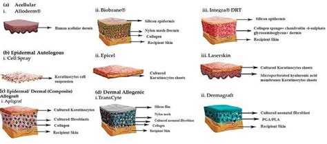 The Structure Of Some Common Skin Substitutes Modified From Reference