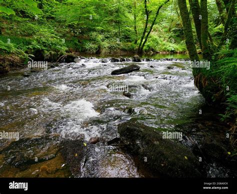 River Lynher Flowing Through Stara Woodland Cornwall Uk Stock Photo