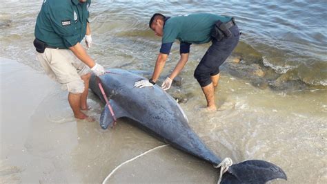 Arrib Muerto Gigante Delf N Nariz De Botella En Playas De Yucat N La