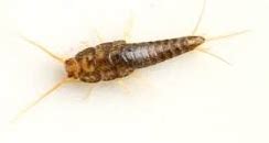 Silverfish Amgrow Home Garden