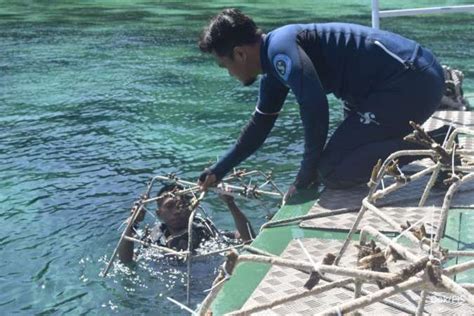 PIS Lakukan Transplantasi Terumbu Karang Di Pesisir Pantai Sulaa