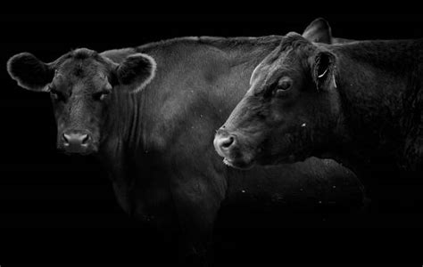 2800 Black Angus Cattle Stock Photos Pictures And Royalty Free Images